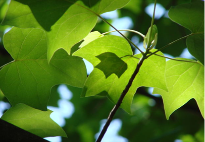 naturaleza